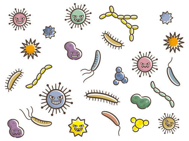 （4）カビや細菌